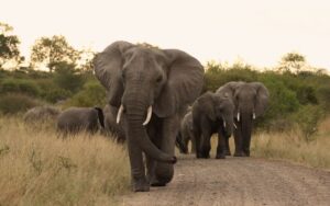 African Elephant Kruger National Park Big 5
