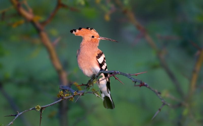 African Hoopoe Bird

