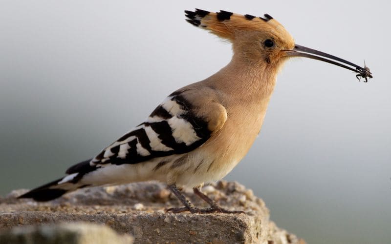 African Hoopoe South Africa