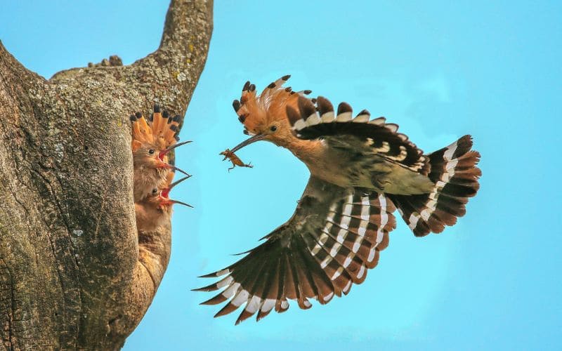 African Hoopoe with chicks