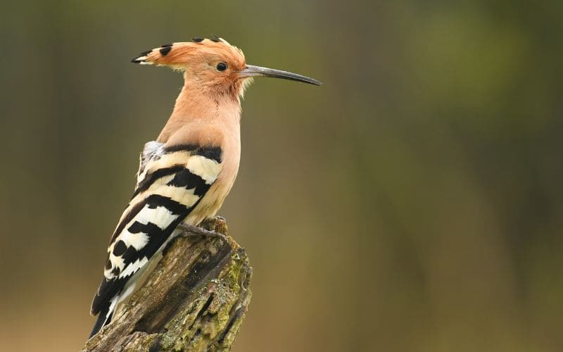 African Hoopoe