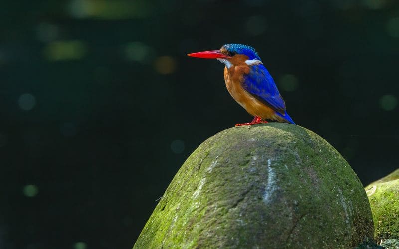 African pygmy kingfisher