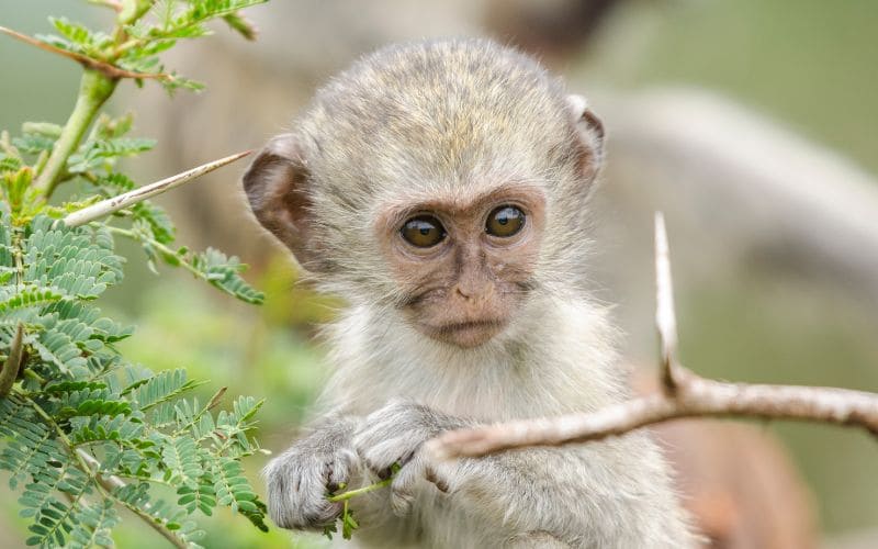 Baby Vervet Monkey