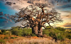 Baobab Tree