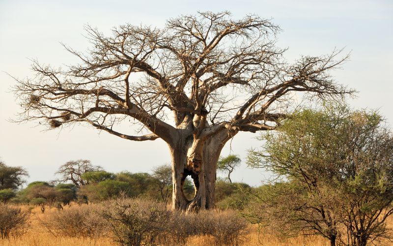 Baobab Tree Kruger Park