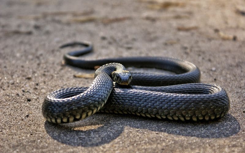 Black Mamba Snake