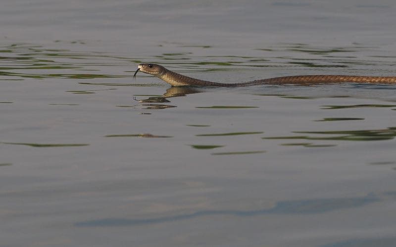 Black Mamba in Water