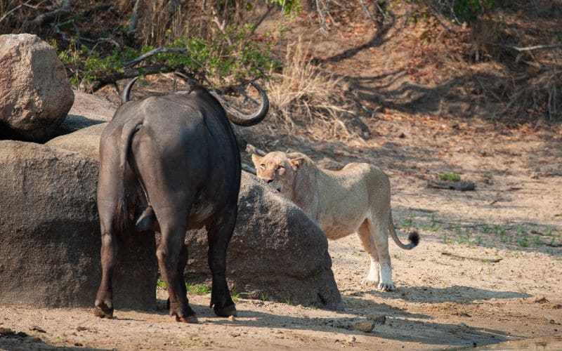 Buffalo Vs Predators