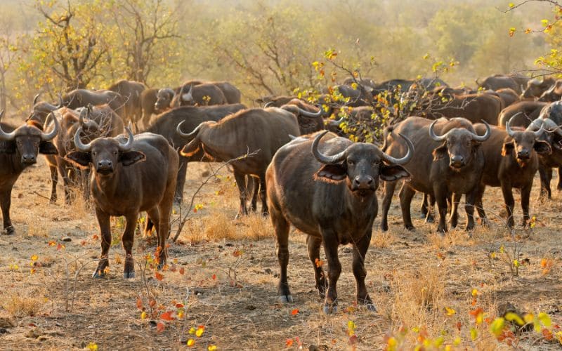 Buffalo herd Berg en Dal