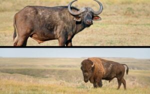 Buffalo vs Bison