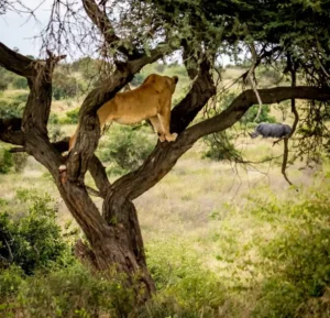 Can Lions Climb Trees