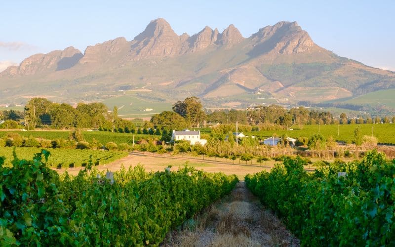 Cape Town Winelands