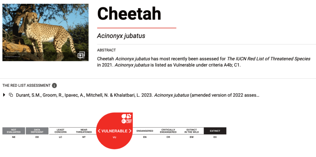 Cheetah Conservation