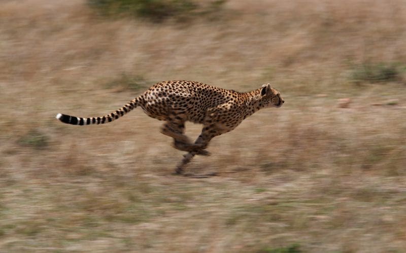 Cheetah Hunting