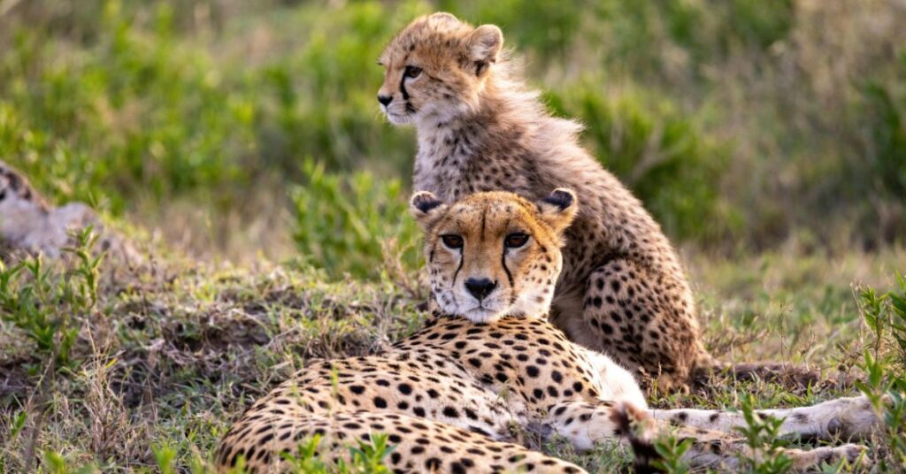 Cheetah Pair Kruger National Park Safari