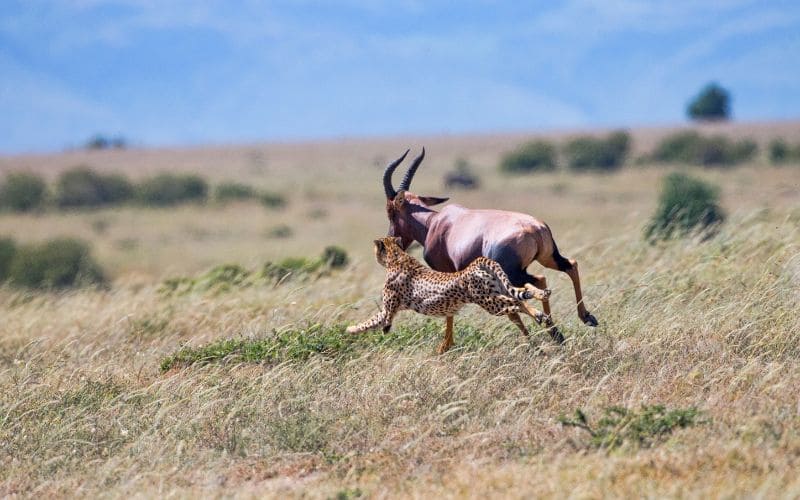 Cheetah and Tsessebe