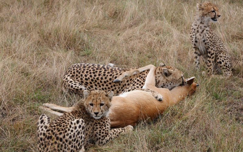 Cheetah with Impala