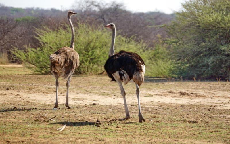 Common Ostrich Wildlife