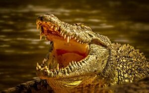 Crocodile