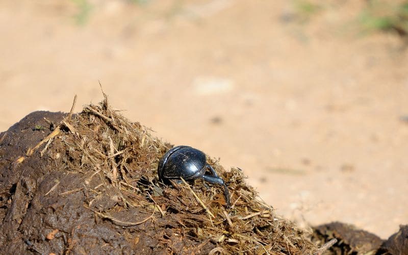 Dung Beetle Life