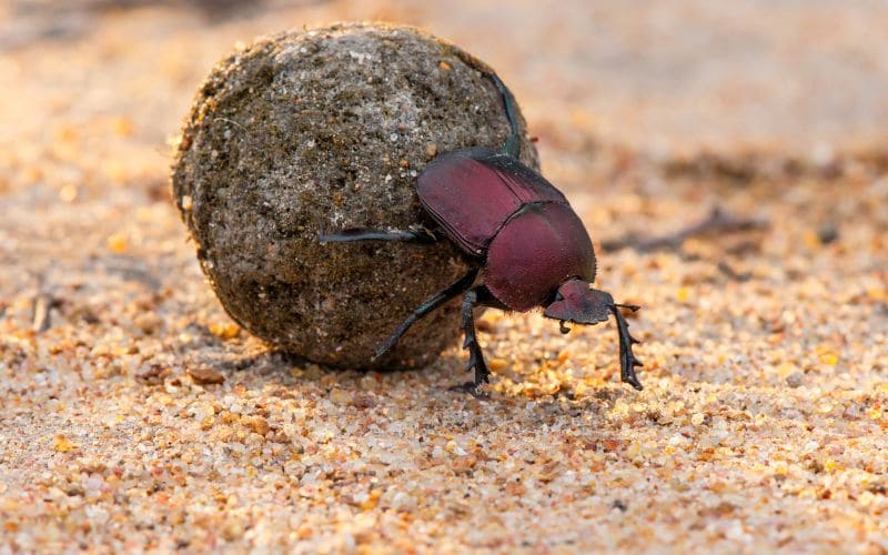 Dung Beetle and Dung