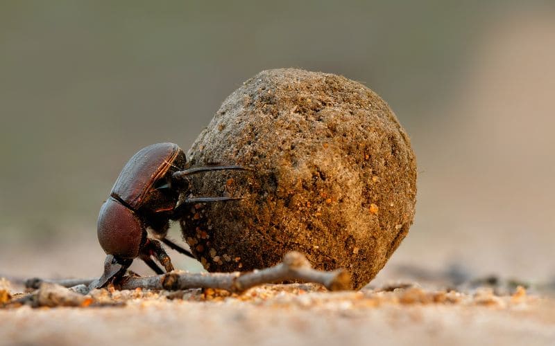Dung Beetle
