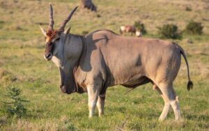 Eland