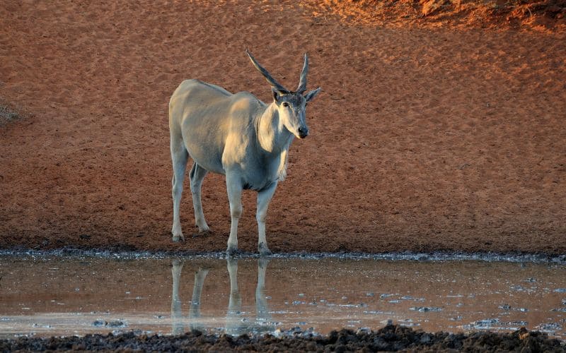Eland Conservation status