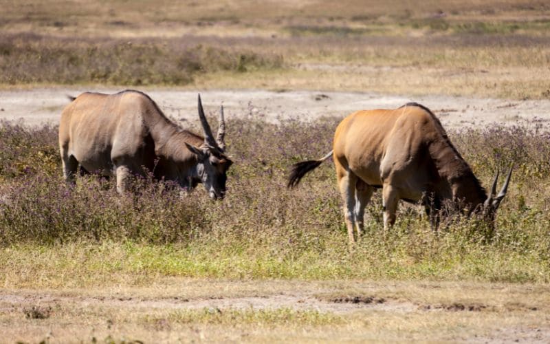 Eland Diet