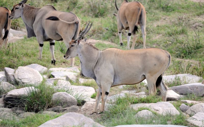 Eland Habitat