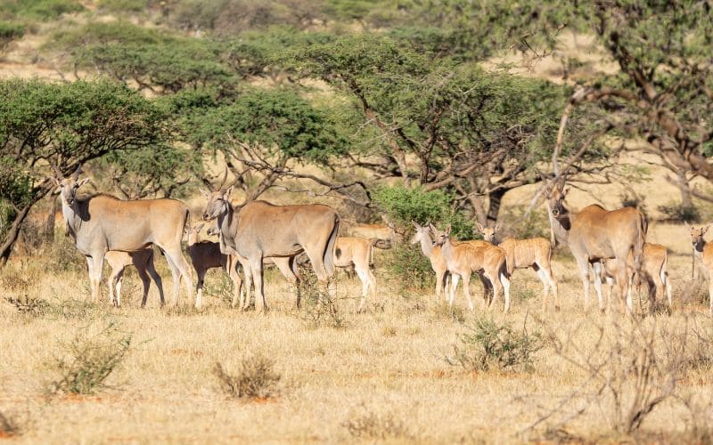 Eland Reproduction