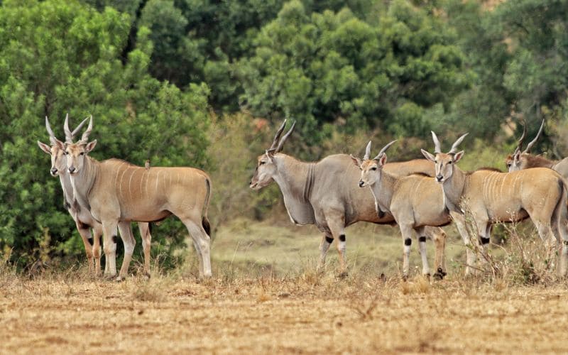 Eland Social Structure