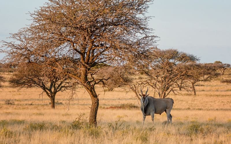Eland watching and safari