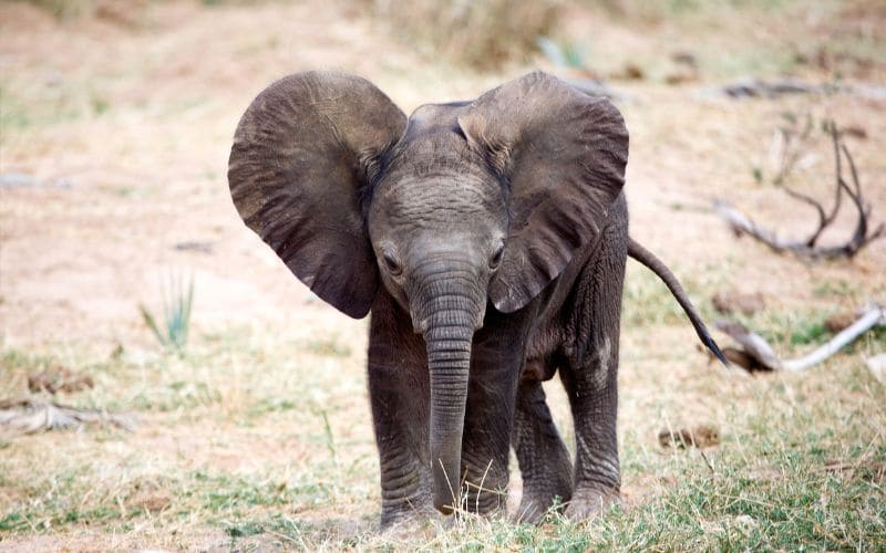 Elephant Calf Kruger Park