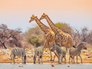 Etosha Safaris