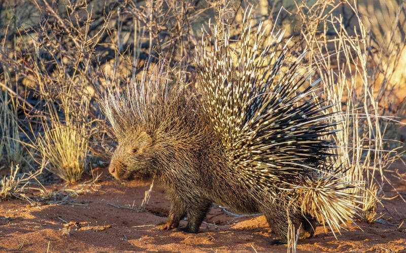 Fascinating facts about African Porcupines