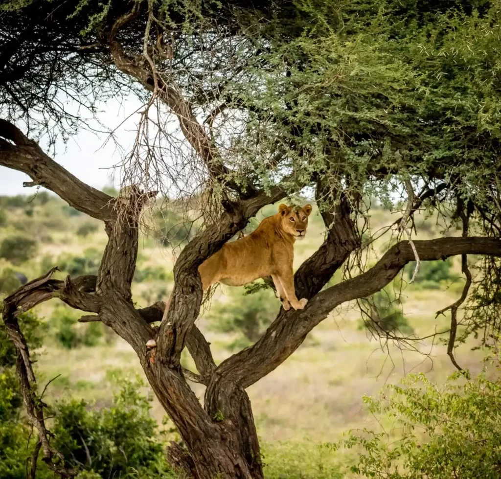 Female Lion in a Tree Kruger Park
