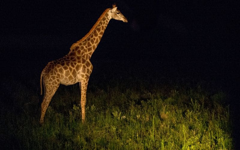 Giraffe Night Safari