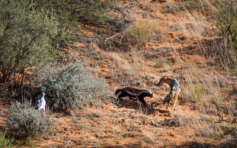 Honey Badger & Jackal