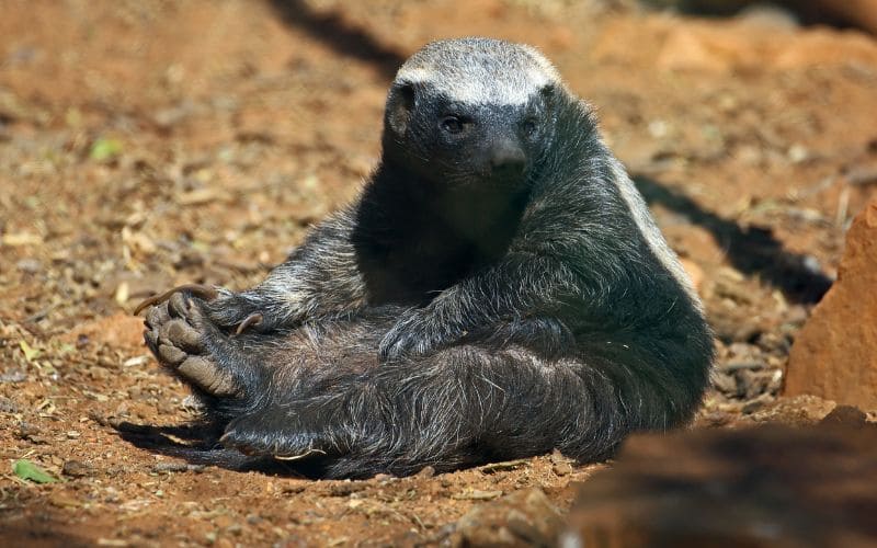 Honey Badger Kruger Park