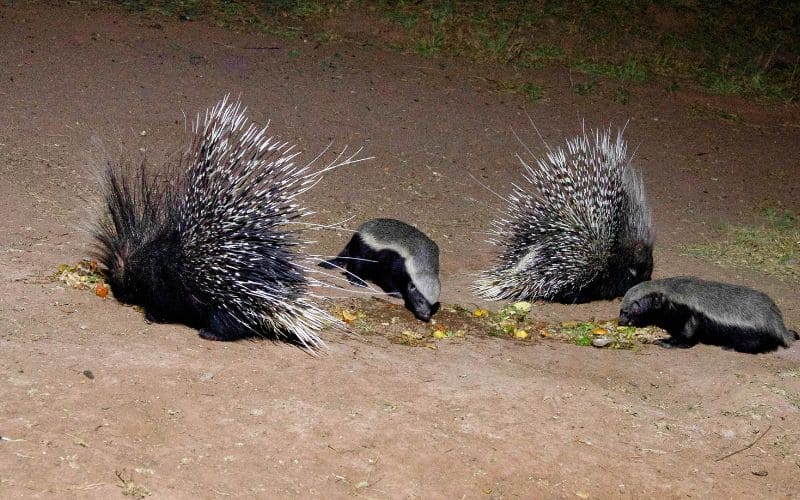 Honey Badger & Porcupine
