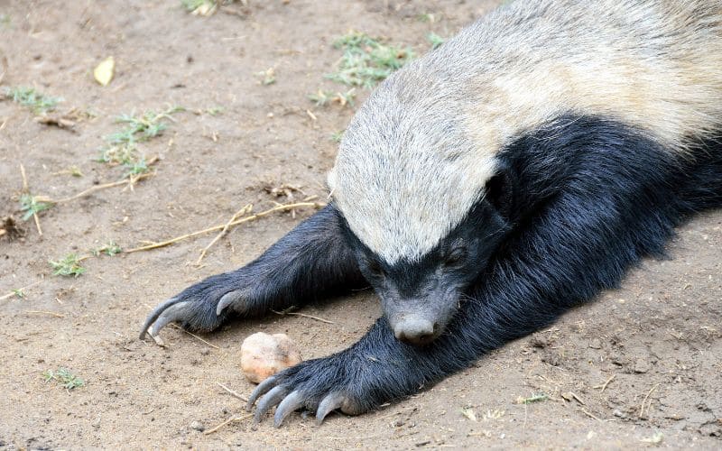 Honey Badger South Africa
