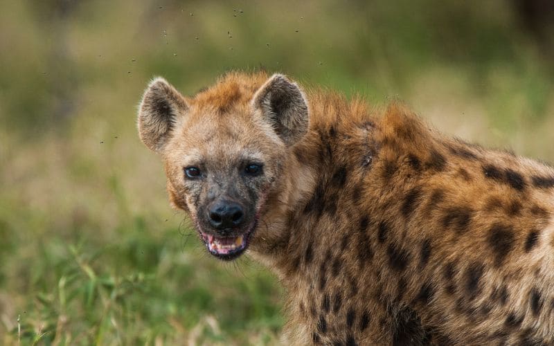 Hyena Africa
