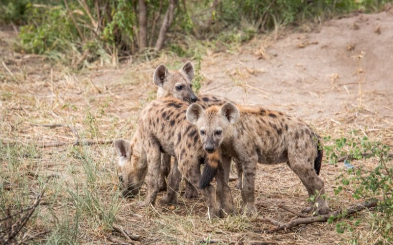 Hyena Clan