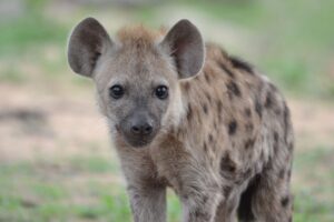 Hyena in the Kruger National Park