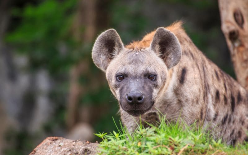 Hyena