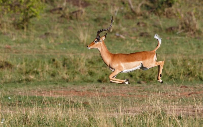 Impala survival strategies