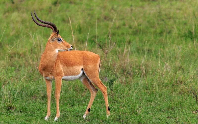 Impala Kruger National Park