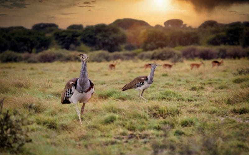 Kori Bustard Kruger