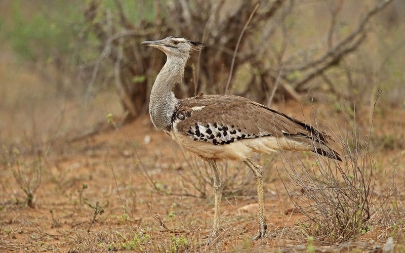Kori Bustard